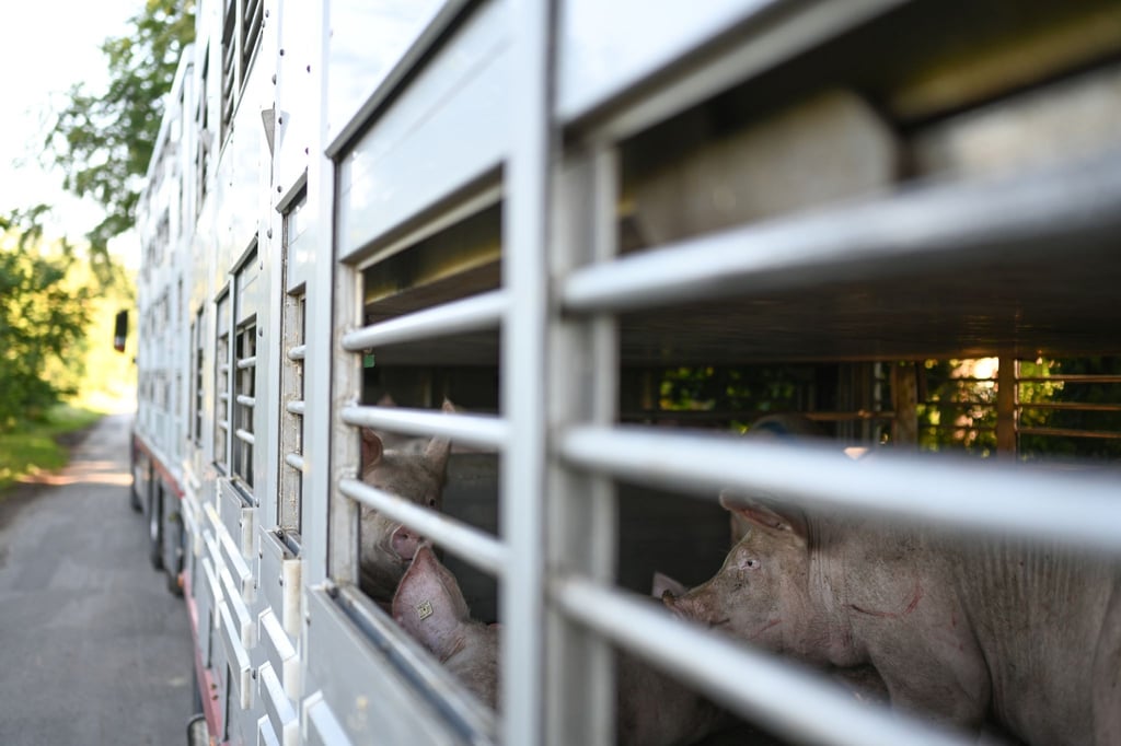 Schweine warten in einen Anhänger auf den Transport zum Schlachthof.