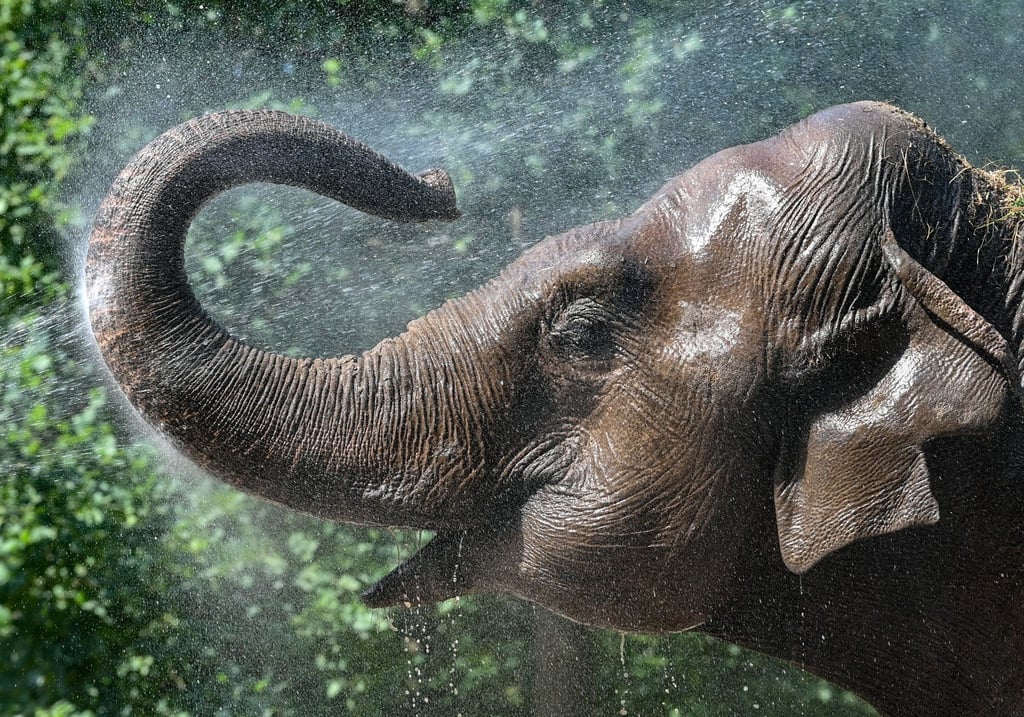 Mit einem Wasserstrahl wird die Asiatische Elefantdame abgekühlt.