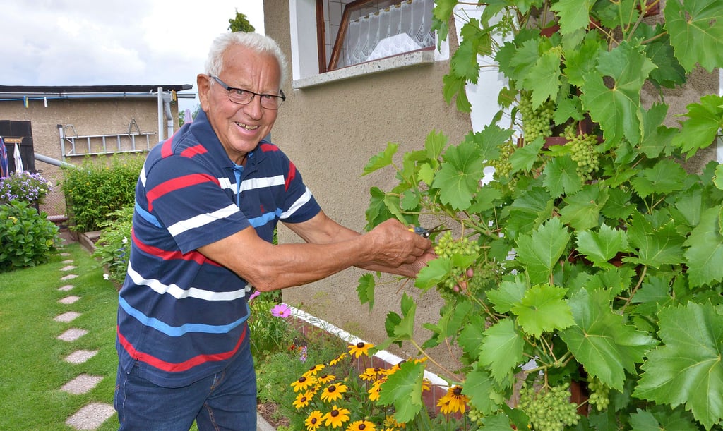 Peter Albrecht ist jeden Tag in seinem Garten in Grünwalde. Auch wenn er am Haus eine große Weinranke hat, ist Gemüse sein Schwerpunkt. Er baut alles, was er braucht, selber an. Weil er eben auch sehr gerne Marmelade isst, kann er auf den Anbau von Obst nicht verzichten.
