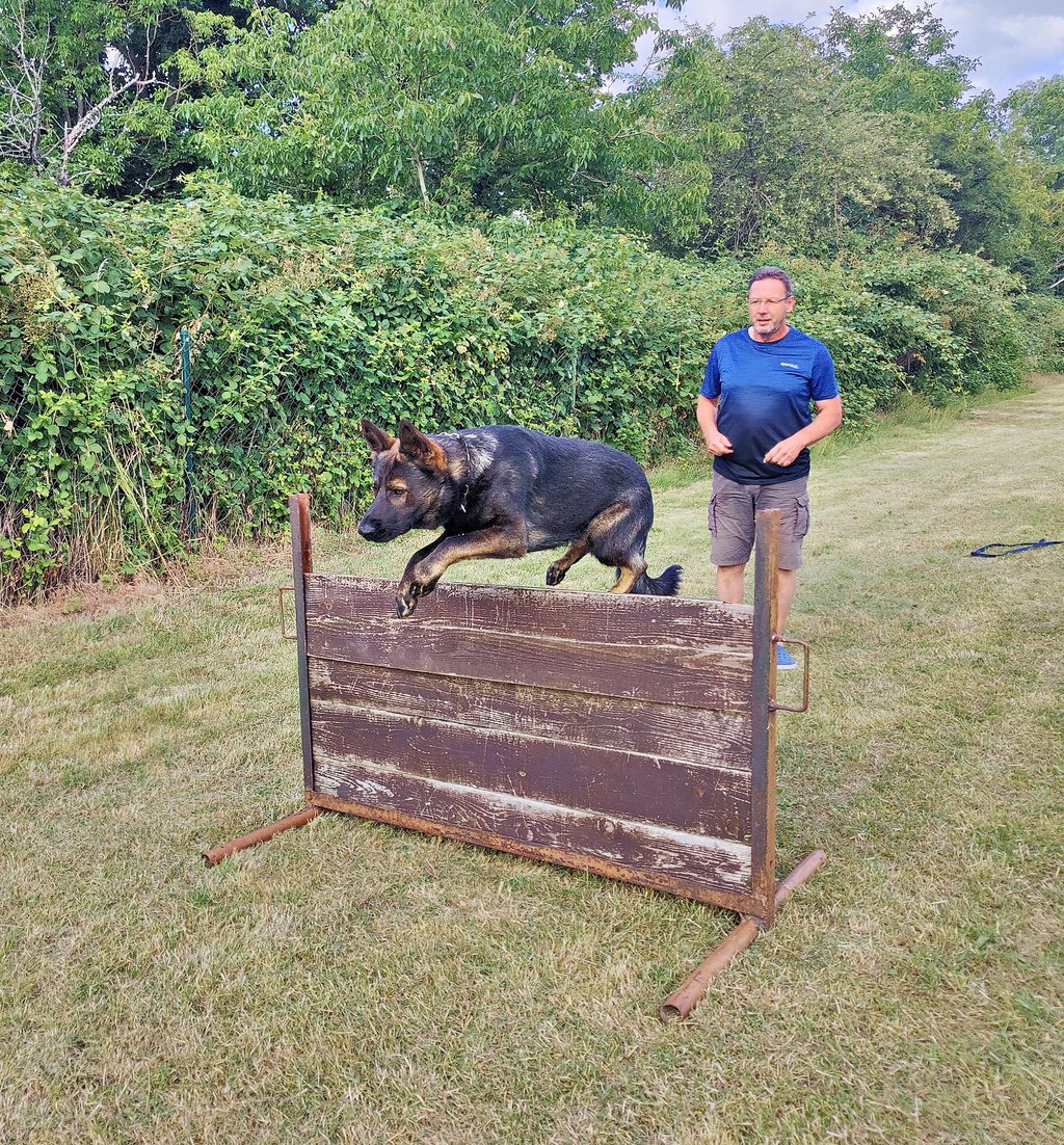 Vereinsvorsitzender Roland Schnauß und sein Hund Herr Schröder beim Sprung über die Hürde auf dem Vereinsgelände in Lützen. Die Übung soll den Gehorsam des Tieres trainieren.