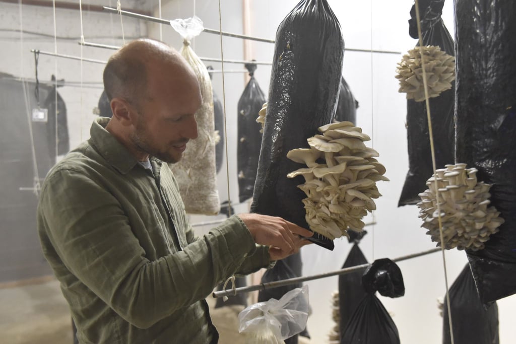 Stijn Roovers, Manager bei Permafungi, hält einen mit Kaffeesatz gefüllten Plastiksack, auf dem Austernpilze wachsen, in die Kamera. Das belgische Unternehmen züchtet Austernpilze mit altem Kaffeesatz aus umliegenden Cafés.