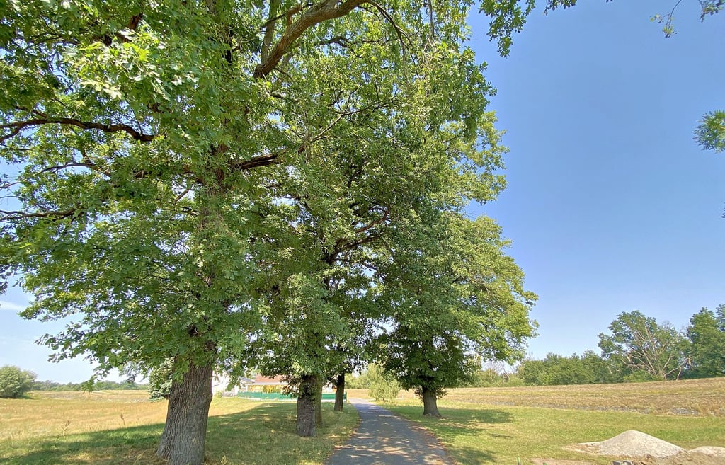 Rieseneichen stehen zwischen den Grundstücken an der Elsterbrücke in Gorsdorf und darum herum. Sie sind arg von Raupen mit Brennhaaren befallen.