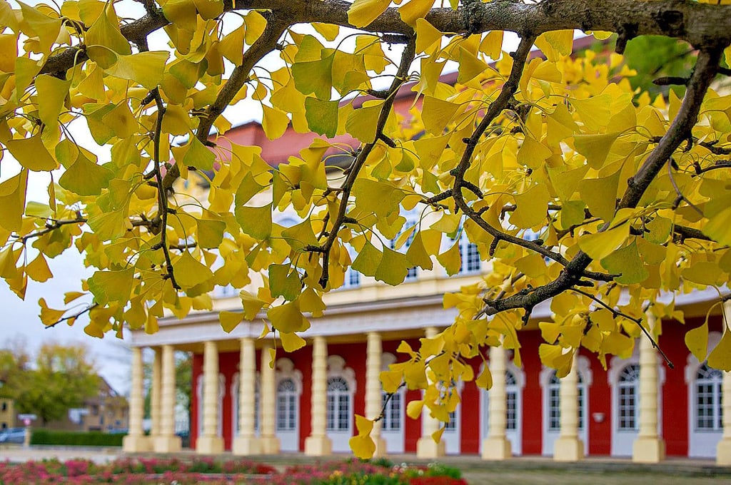 Äste eines Ginkgobaumes im Merseburger Schlossgarten