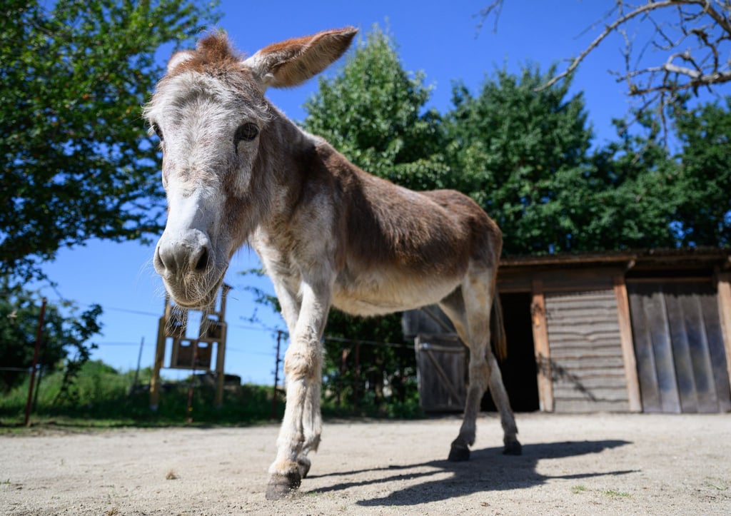 Ein Esel läuft auf dem Eselhof Nechern in der Oberlausitz über den Bauernhof.