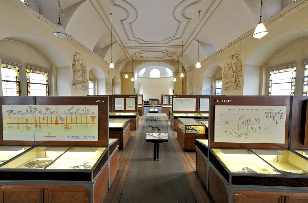 Das Geiseltalmuseum in Halle ist seit seiner Eröffnung 1934 unverändert geblieben und ein Besuch dort heute selbst eine kleine Zeitreise. Eine Führung bekommt man aber nur auf Anfrage und für Gruppen, denn die Sammlung ist für die Öffentlichkeit nicht mehr zugänglich.