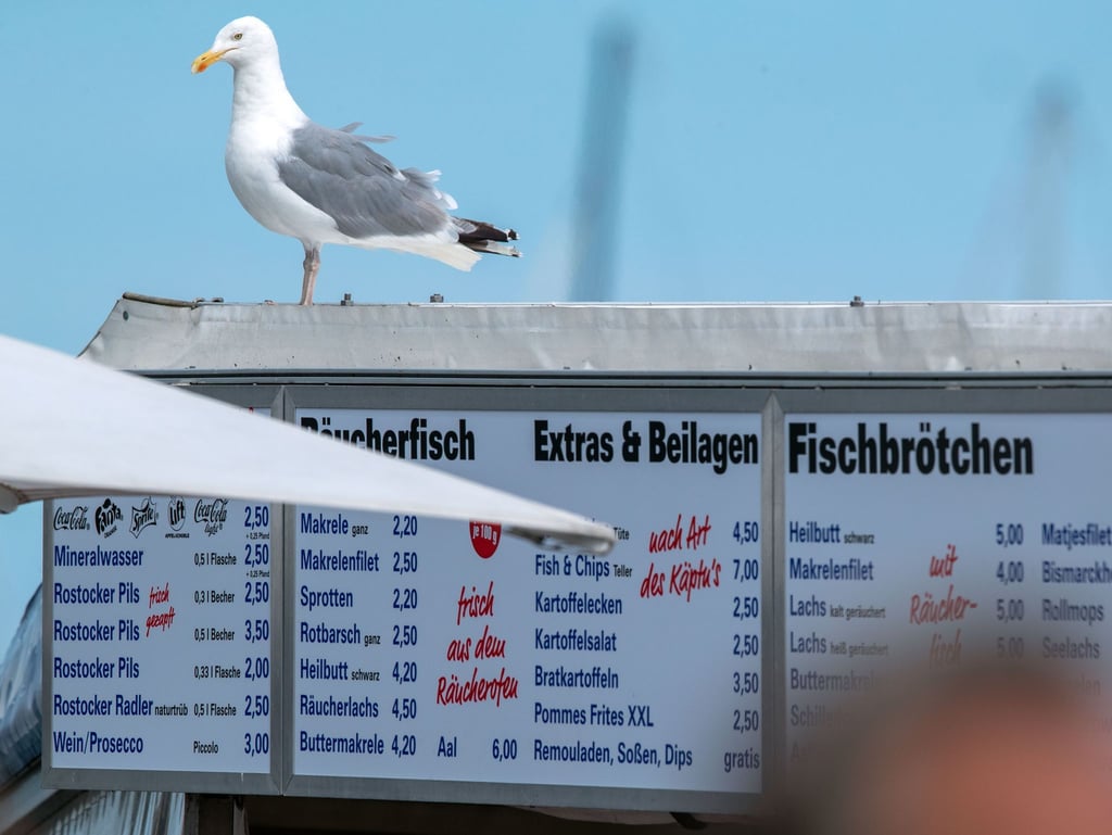Wo Fischbrötchen verkauft werden, sind Möwen meist nicht weit. Hier haben die Vögel leichte Beute.