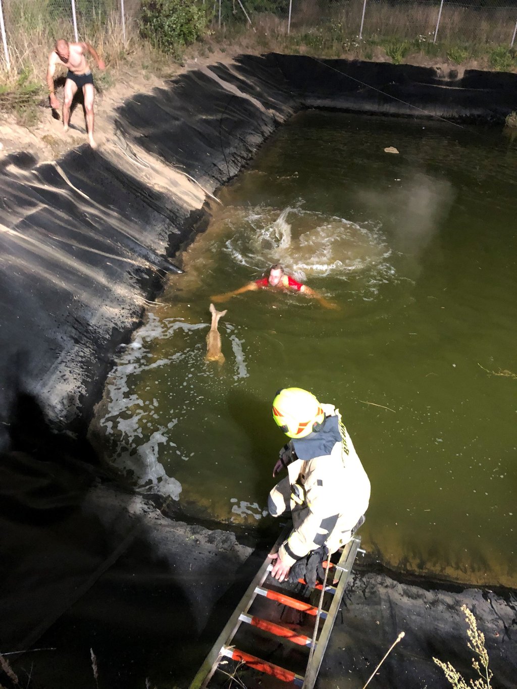 Ein Feuerwehrmann schwimmt zu dem Reh im Löschteich.