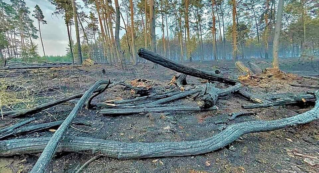 Ein trauriges Bild nach dem großen Brand bietet der Wald zwischen Mannhausen und Piplockenburg.