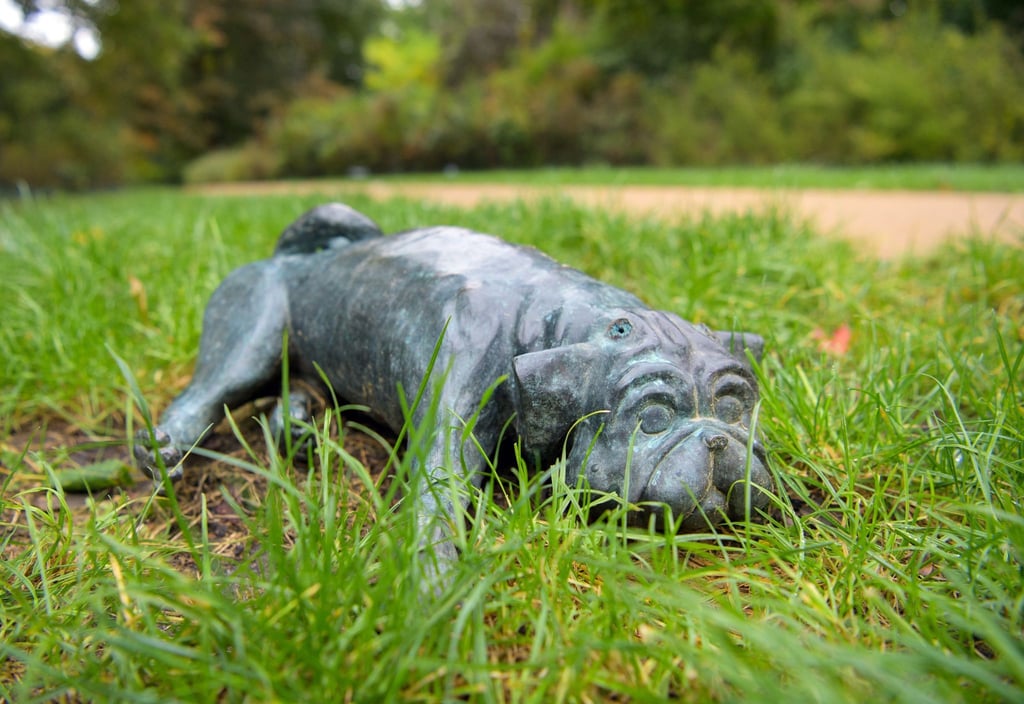 Einer der mehr als 25 Waldmöpse liegt im Park Humboldthain auf einer Wiese.