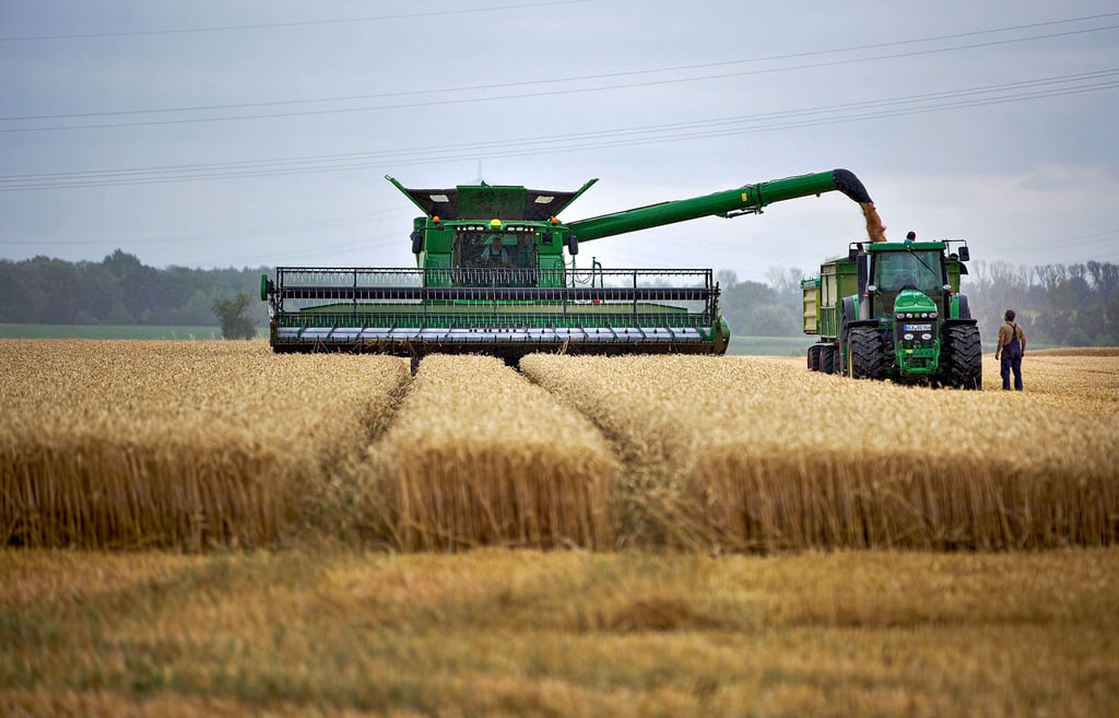 Das Wetter veranlasst Bauern in der Elsteraue zu einem frühen Beginn der Getreideernte - hier Landwirt Burggraf auf einem Feld bei Könderitz.