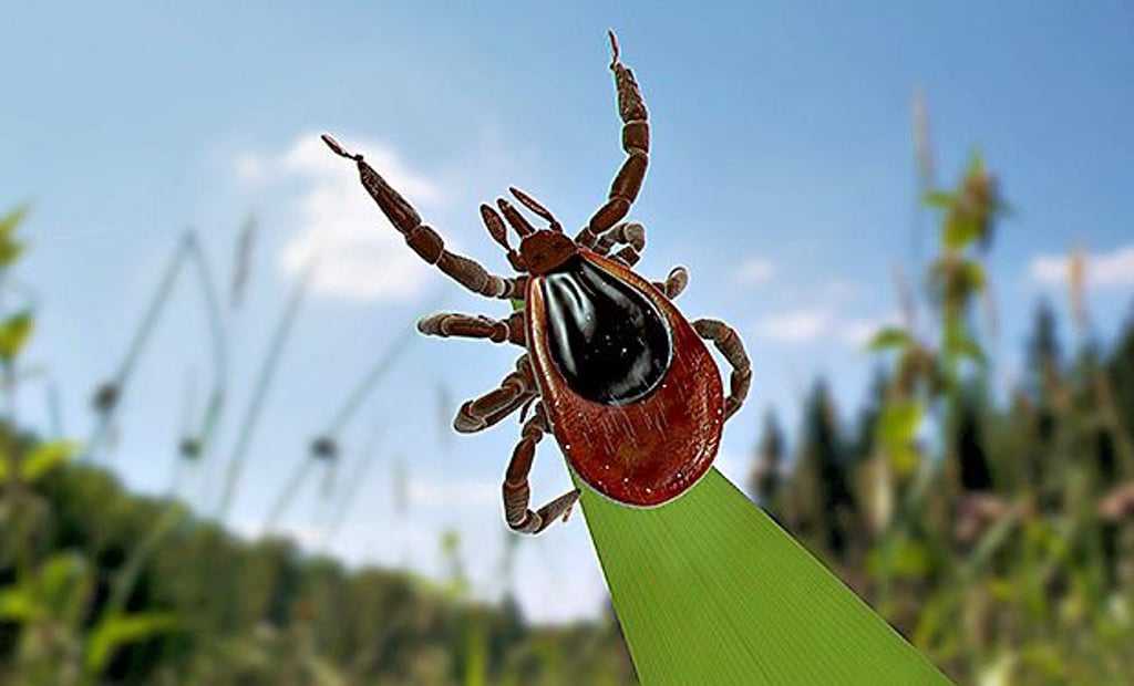 Zecken sind Blutsauger. Die Spinnentiere sitzen gern im Gras und warten dort geduldig auf ihre Opfer.