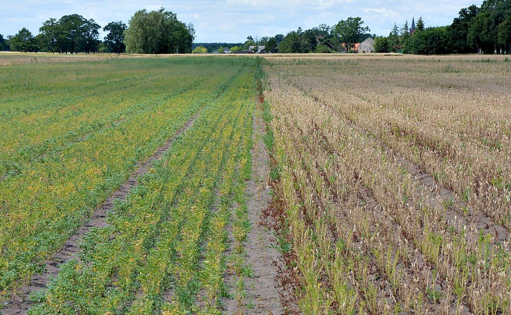 Zugegeben, die Kichererbsen hatten in Lindenberg schon bessere Jahre. Aber es ist doch erstaunlich, wie grün die Pflanzen in der Dürre noch im Vergleich zu den benachbarten Süßlupinen sind.