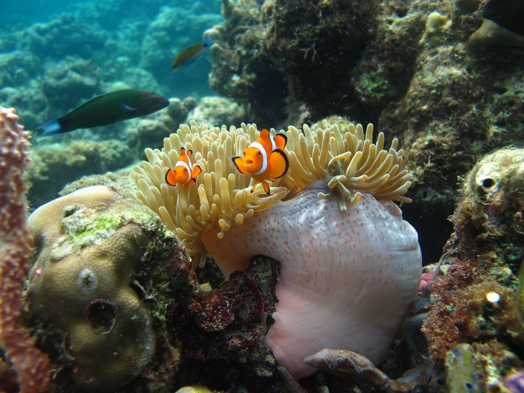 Clownfische leben auf Seeanemonen.