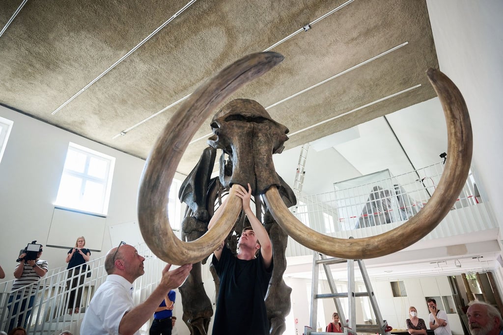 Mit dem „Ahlener Mammut“ bekommt das Geomuseum der Universität Münster eine seiner Hauptattraktionen zurück.