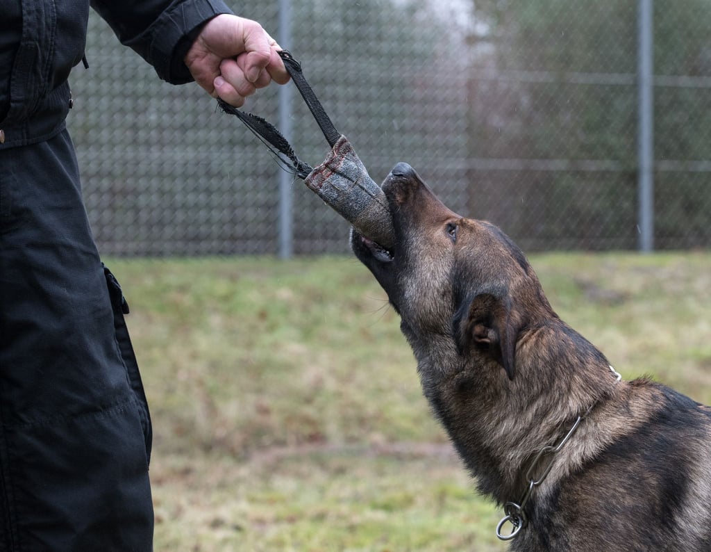 Der Schäferhund eines Polizeihundeführers.