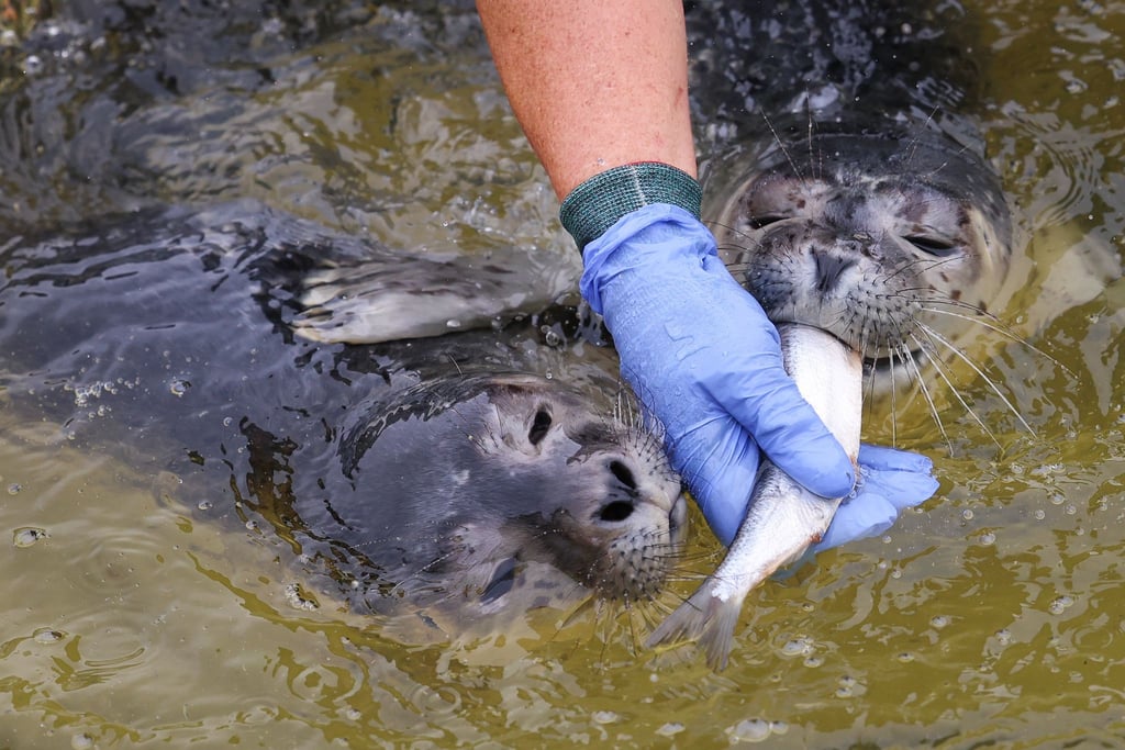Tanja Rosenberger, Leiterin der Seehundstation Friedrichskoog, bei der Fütterung der Jungtiere in der Seehundstation.