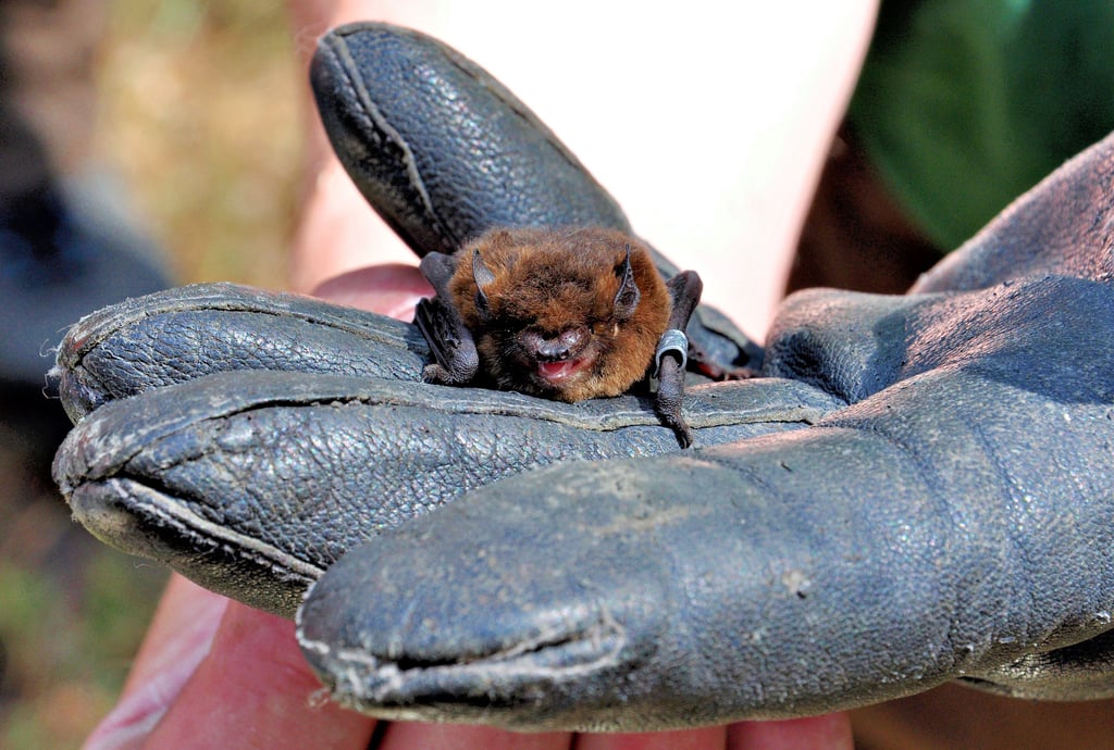 Zum eigenen Schutz hält Organisator Peter Busse beim Abendseglercamp in Havelberg hier eine Fledermaus in die Kamera, während er Handschuhe trägt. Die Tiere können nämlich auch mal nach dem Finger schnappen. Am Bein erkennt man die Ringe, anhand derer die Tiere auch nach Jahren noch genau erkannt und zugeordnet werden können.