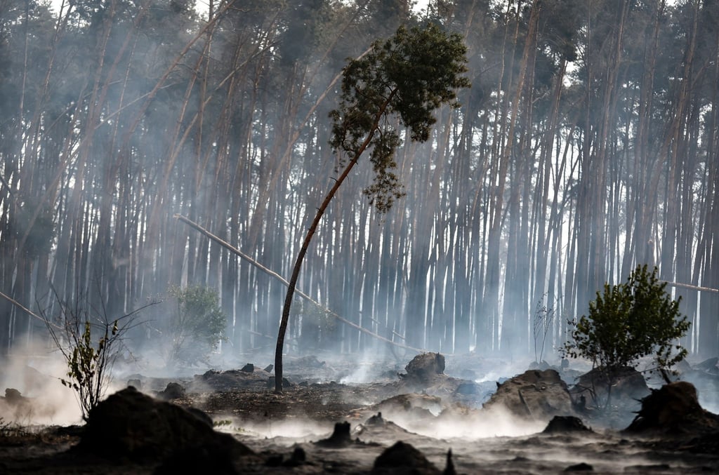Verbrannte Baumstümpfe qualmen in einem Waldgebiet während eines Waldbrandes.