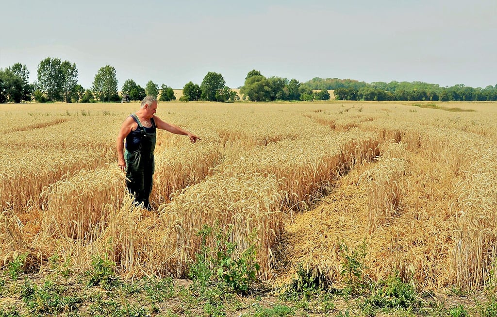 Werner Arndt auf seinem Feld zwischen Groß Germersleben und Klein germersleben.