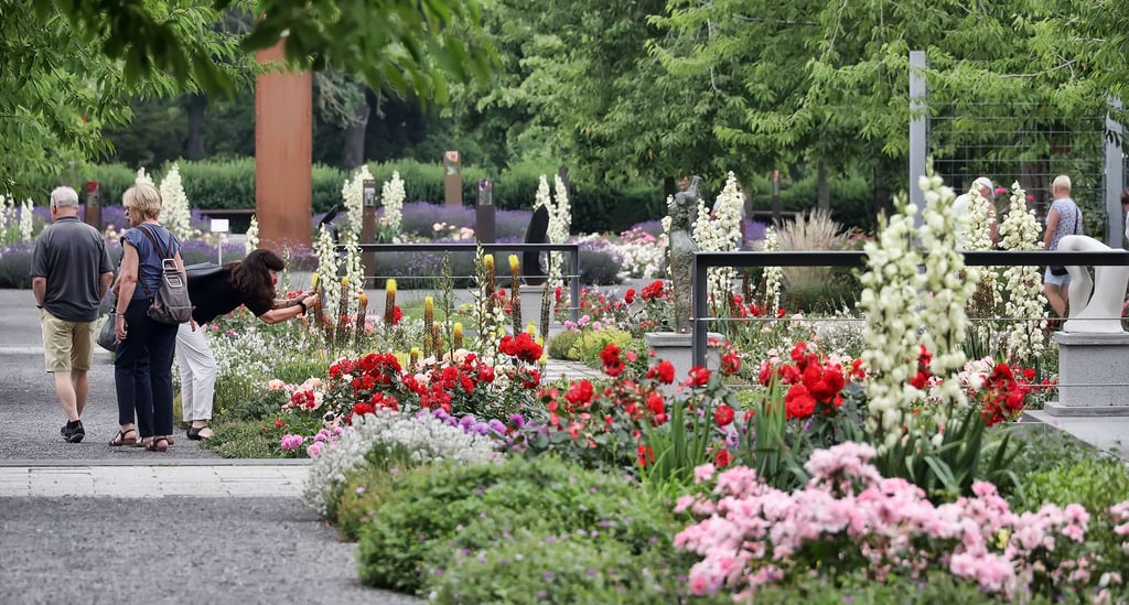 Hauptblütezeit im Rosarium