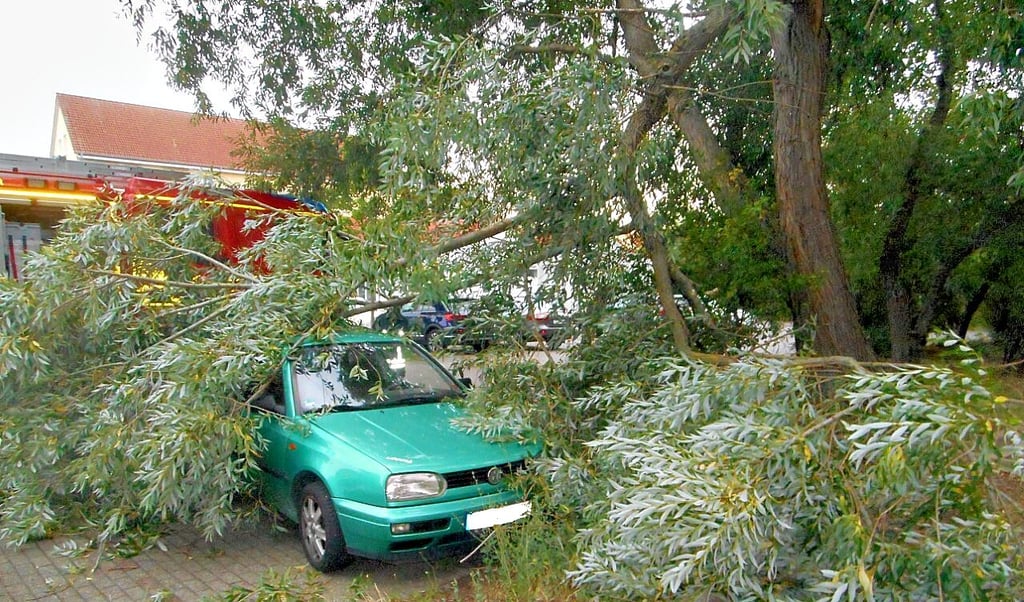 In der Heidestraße in Dessau brach ein Ast und fiel auf ein Auto.