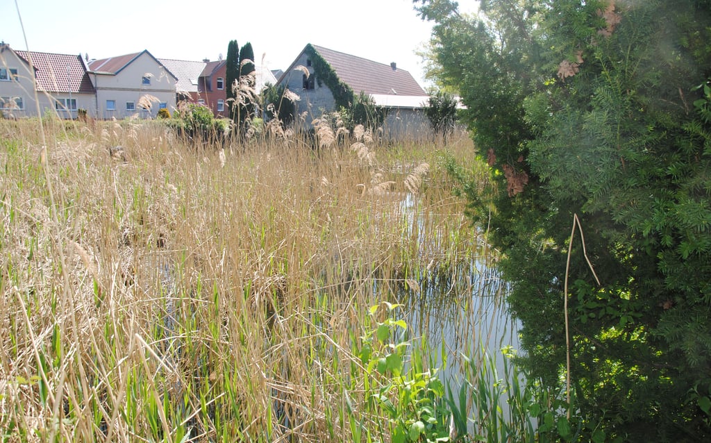 Der Dorfteich in Poppau mit dem berühmten Stein, der den Mittelpunkt der Welt darstellen soll, ist fast völlig zugewachsen. Jetzt soll er freigelegt und entschlammt werden.