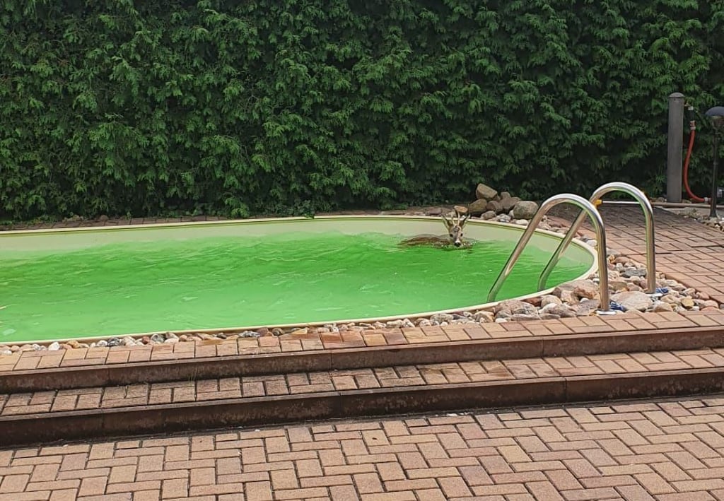In Köthen hat die Polizei ein Reh aus einem Pool retten müssen. „Frohen Mutes geschwommen“ sei der junge Rehbock, sagt sein Retter.