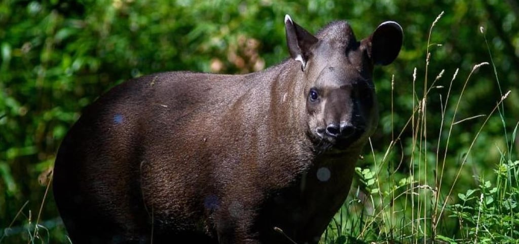 Im Magdeburger Zoo lebt das älteste Tapirweibchen Europas. Flachlandtapire sind in der freien Wildbahn nur selten anzutreffen und gelten in Südamerika als bedrohte Art.