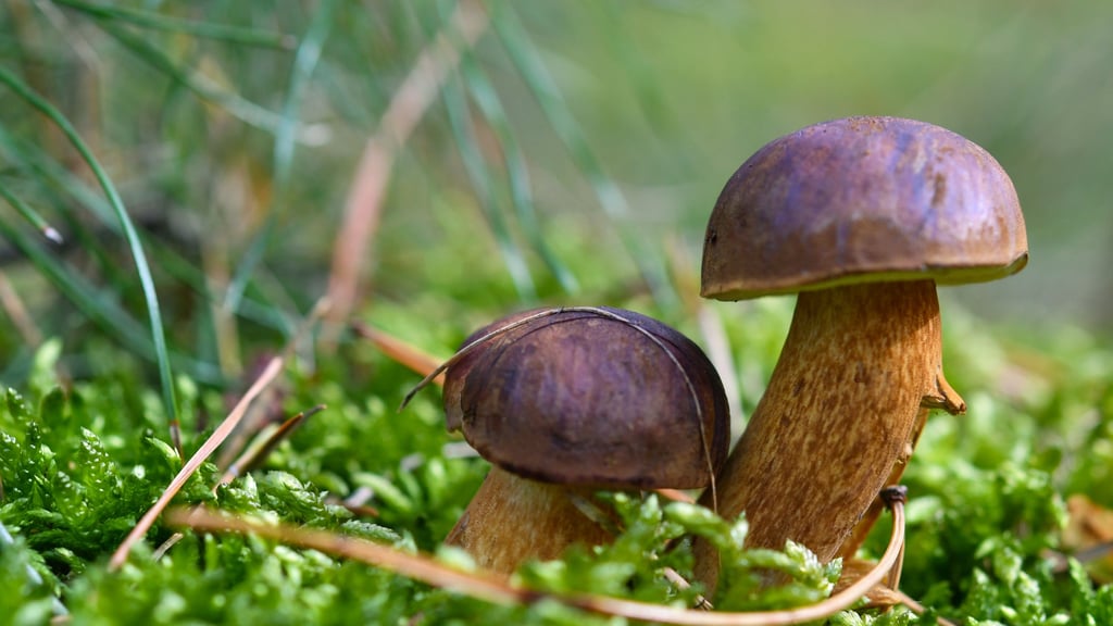 Der Maronen-Röhrling wird im Volksmund auch als Braunkappe oder Marone genannt. Er gilt als einer der ergiebigsten und geschmacklich wertvollsten Schwammpilze. Foto: Patrick Pleul/