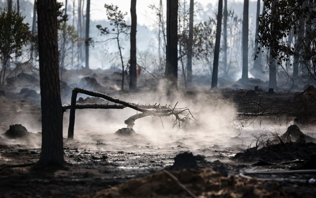 Verbrannte Baumstümpfe qualmen in einem Waldgebiet während eines Waldbrandes.