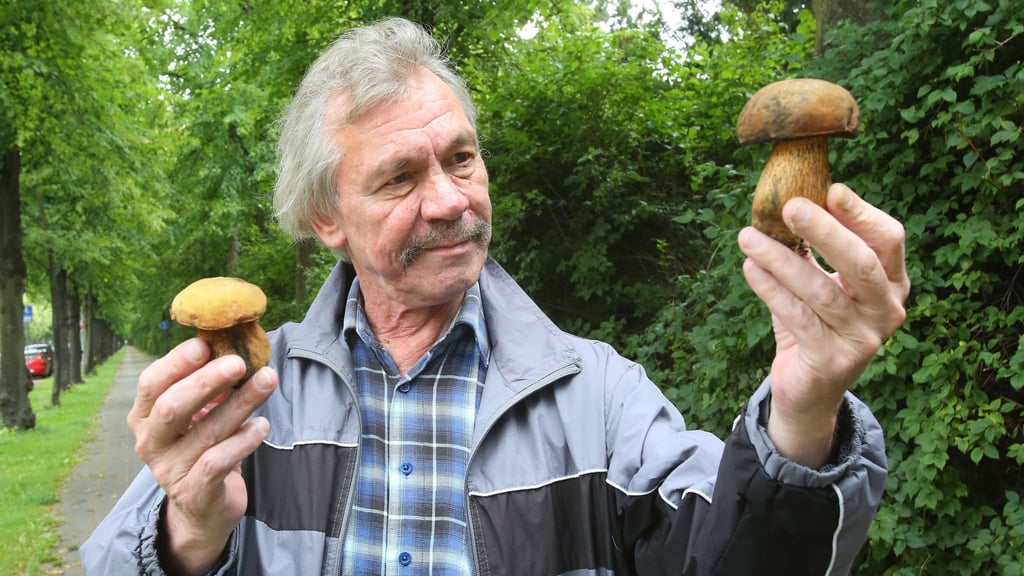 Pilzberater Jürgen Karassek informiert in der Pilz-Serie darüber, wie giftige und essbare Pilze unterschieden werden.