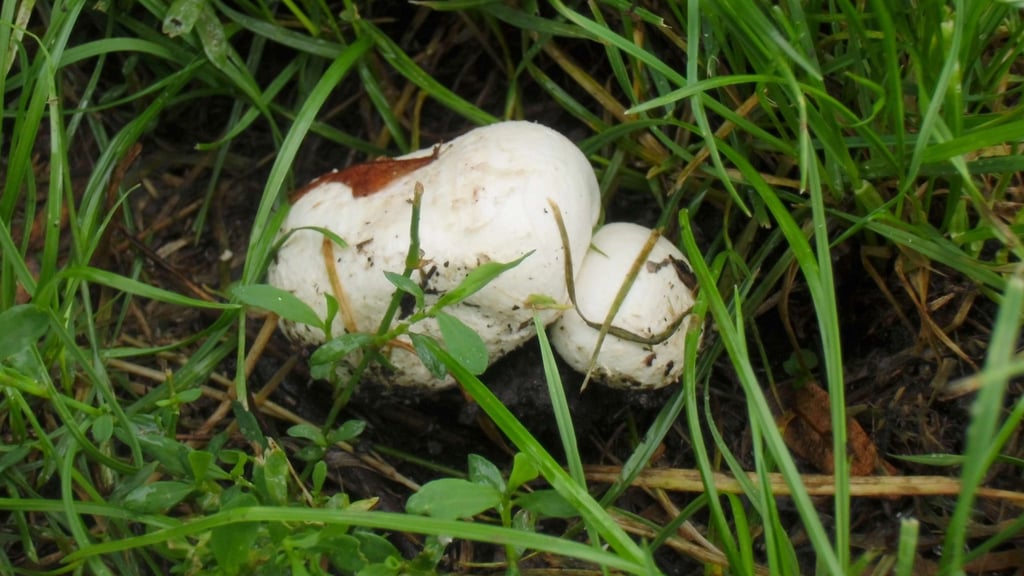 Boviste können die größe eines Fußballs erreichen. Trotzdem sind nicht alle essbar. Foto: