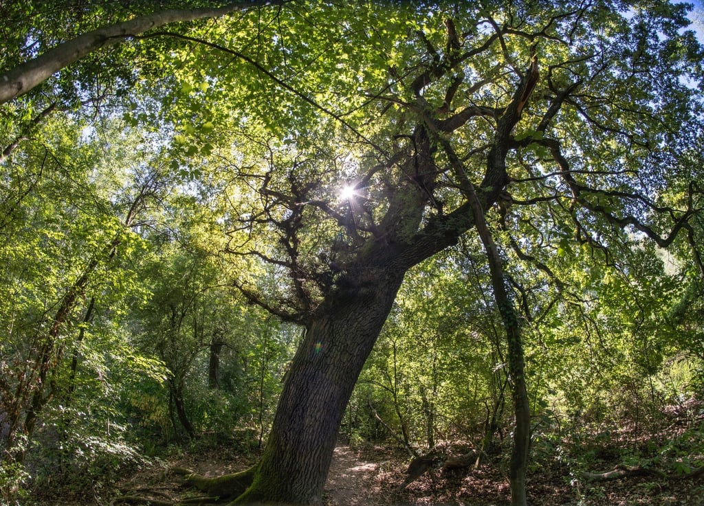 Eichen wachsen im Naturschutzgebiet auf der Rheininsel Kühkopf.