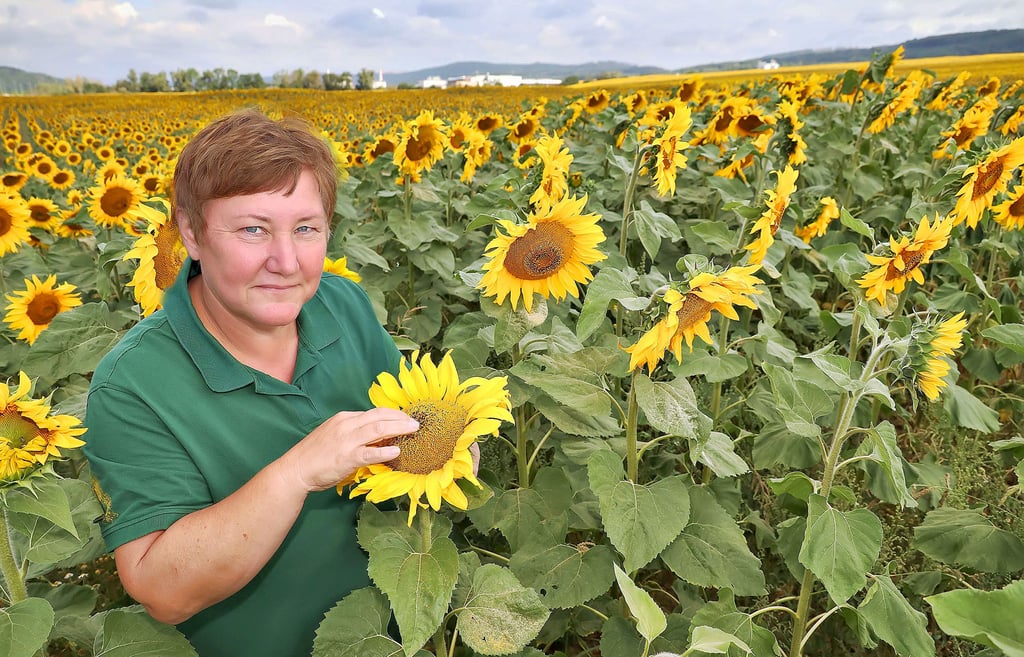 Ines Wiese, Betriebsleiterin der Ökofarm Uftrungen, bei der Bestäubungskontrolle der Sonnenblumen.