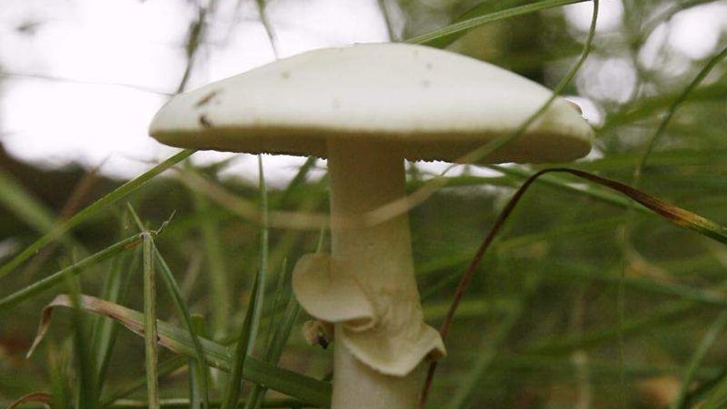 Gelbe Knollenblätterpilz sind giftig. Pilzberater Jürgen Karassek erklät, wie giftige und schmachafte Pilze unterschieden werden. Foto: Jochen Lübke/