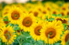 Sonnenblume gleich Sonne en masse? Was sagen die Bauernregeln des Hundertjährigen Kalenders über das Wetter im August? Foto: Stefan Sauer/