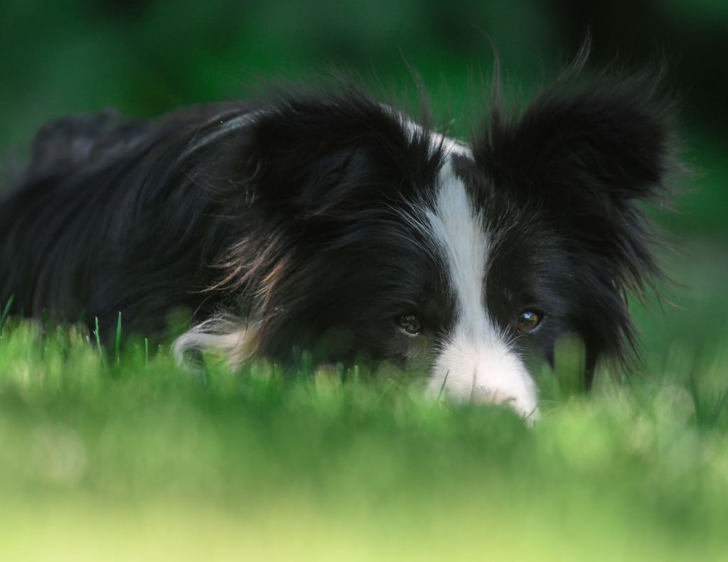 Die Border-Collie-Hündin Tilda liegt im Gras. Im Iran hat die Polizei das Gassigehen mit Hunden in Parks verboten.