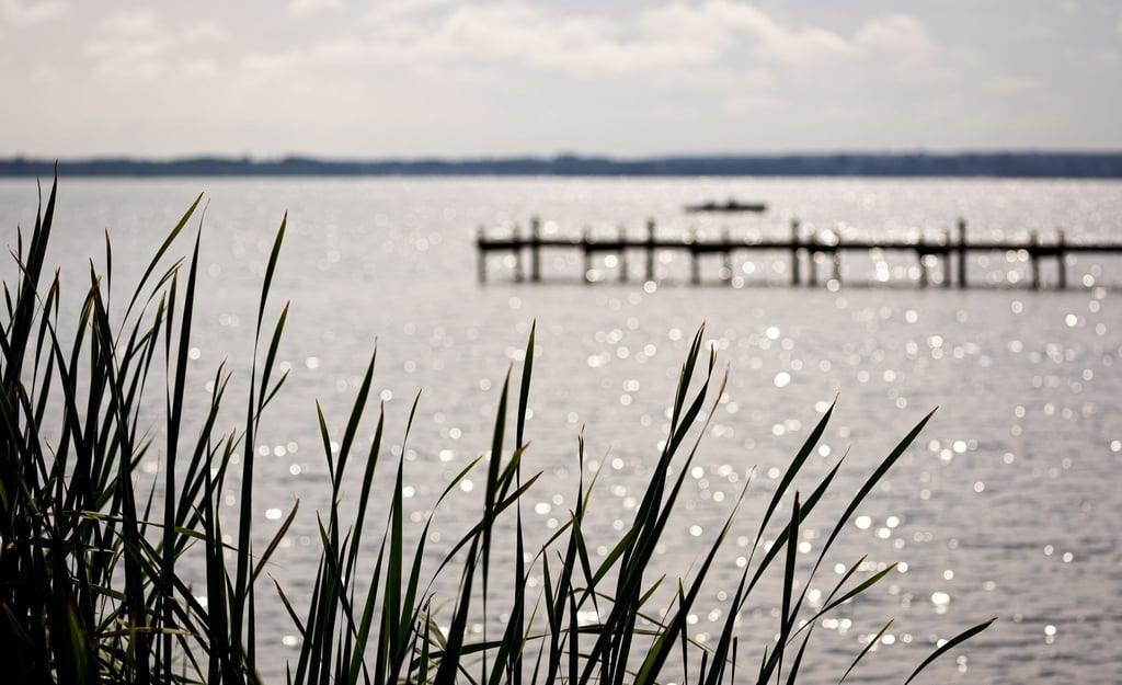 Schilf wächst am Ufer vom Steinhuder Meer.