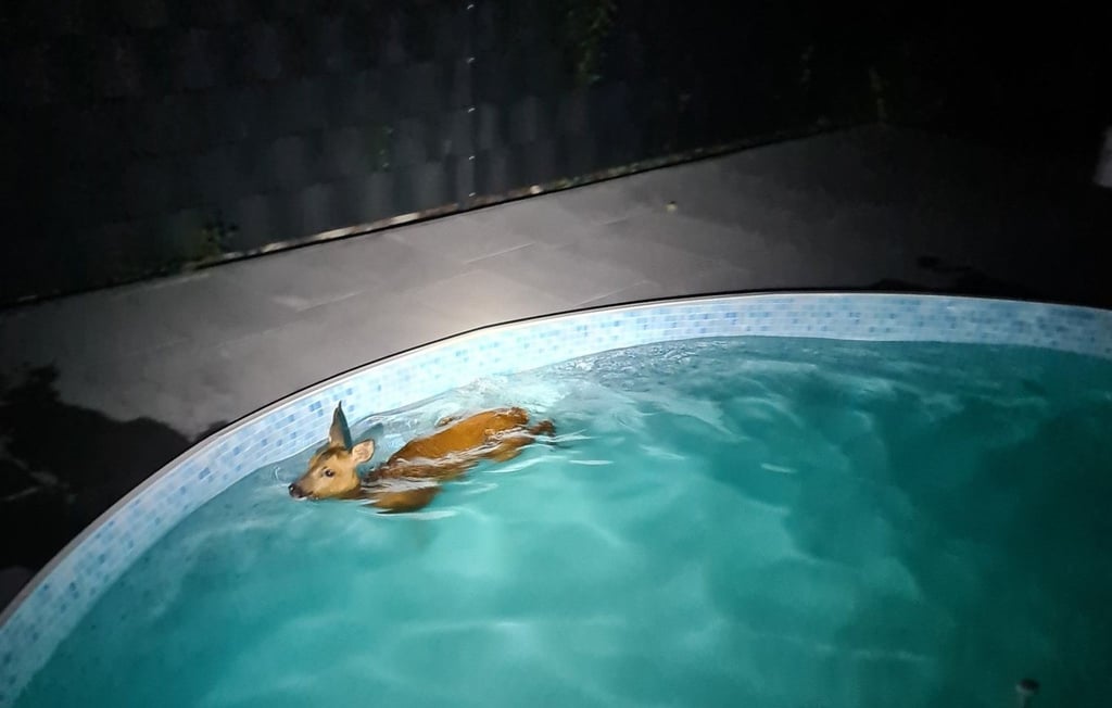Ein Reh schwimmt in einem Gartenpool - und wird gerettet.
