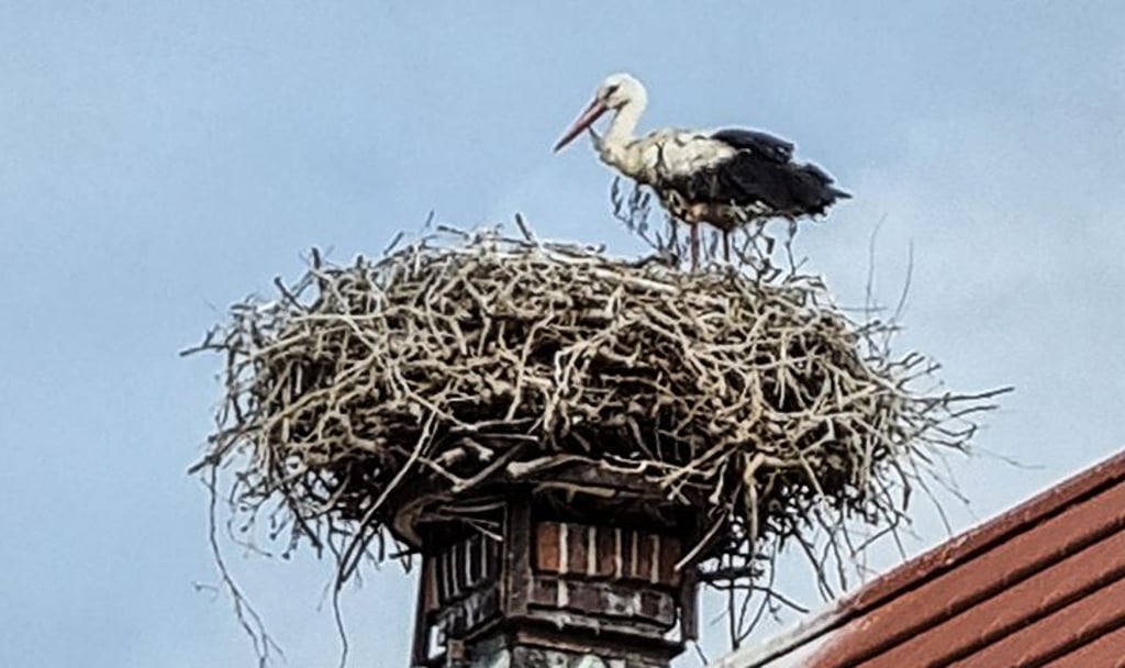 Einer der beiden Altstörche steht alleine im Nest in Nitzow.