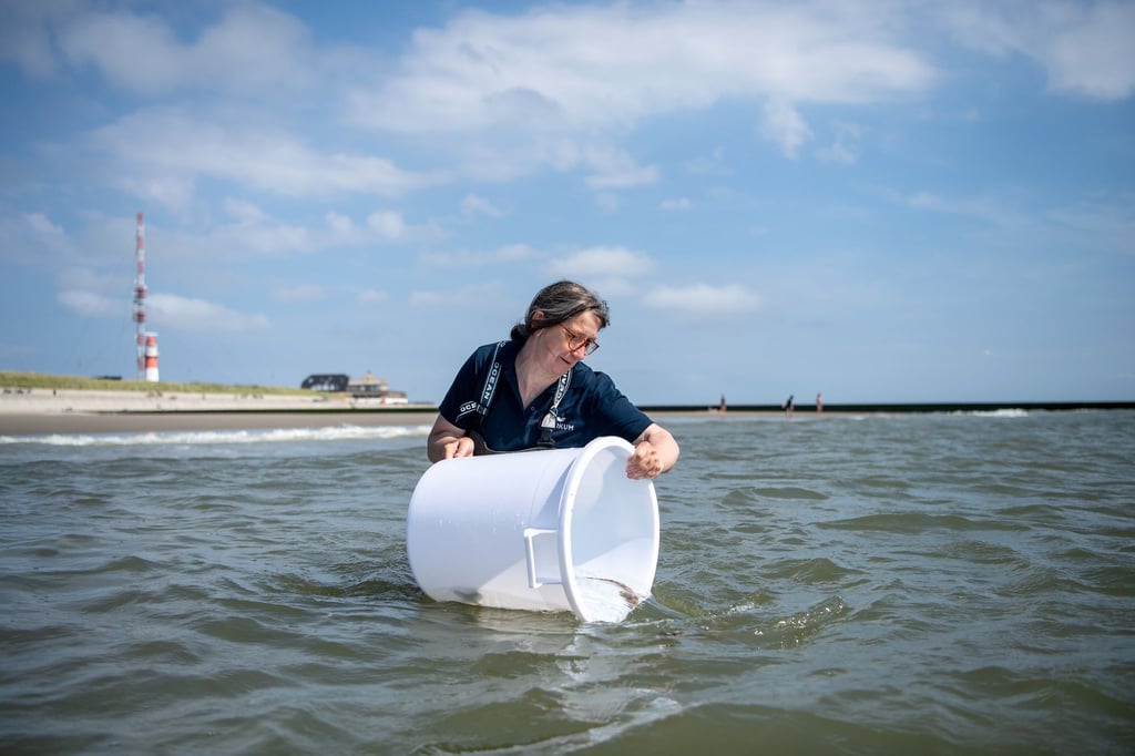 Maria Oetjen lässt Jungtiere des Kleingefleckten Katzenhais vor Borkum in die Nordsee schwimmen.
