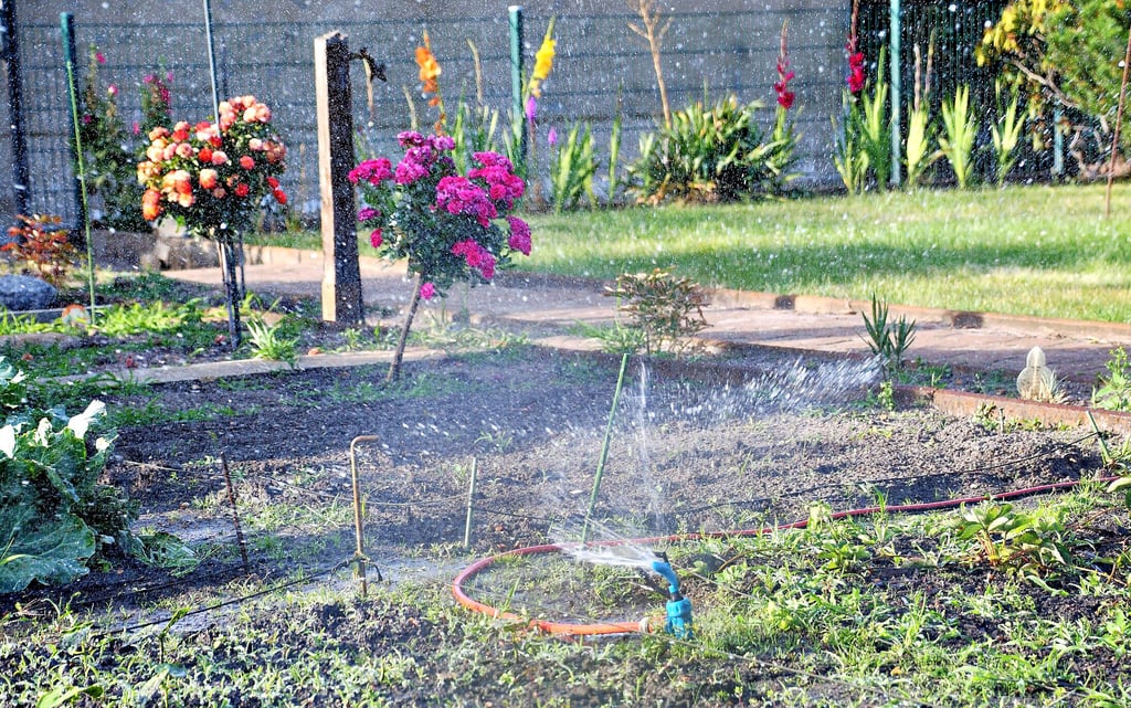 Punkt 18 Uhr gehen in den Gärten überall die Sprinkleranlagen an. Die meisten Kleingärtner gießen nur noch das selbstangebaute Gemüse, um wenigstens einen kleinen Ernteertrag zu erzielen. Viele Pflanzen leiden unter der Trockenheit und sterben ab.