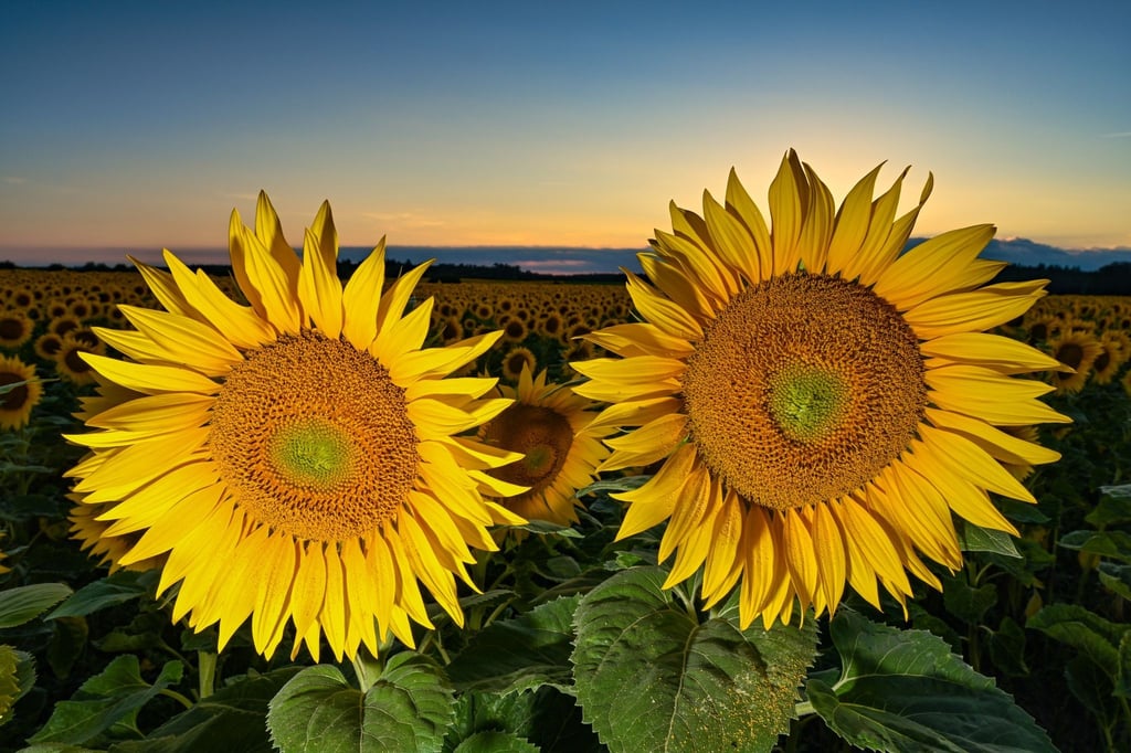 Das letzte Licht des Tages leuchtet über einem Feld mit blühenden Sonnenblumen in Ostbrandenburg.