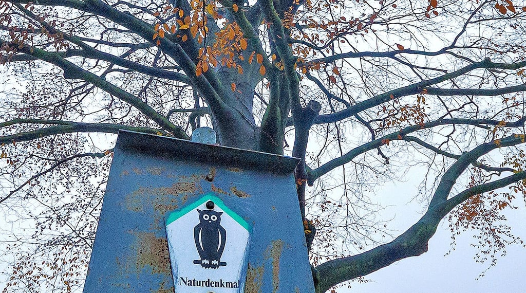 Diese Buche stand unter Naturdenkmal-Schutz. Weil sie von Pilzen verseucht war, musste sie gefällt werden.