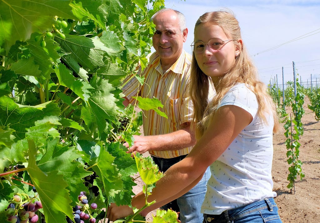 Winzerin Anabel Hanke und Vater Frank zupfen das Laub von den Rebstöcken, um der Kirschessigfliege keine Schattenplätze zu bieten.
