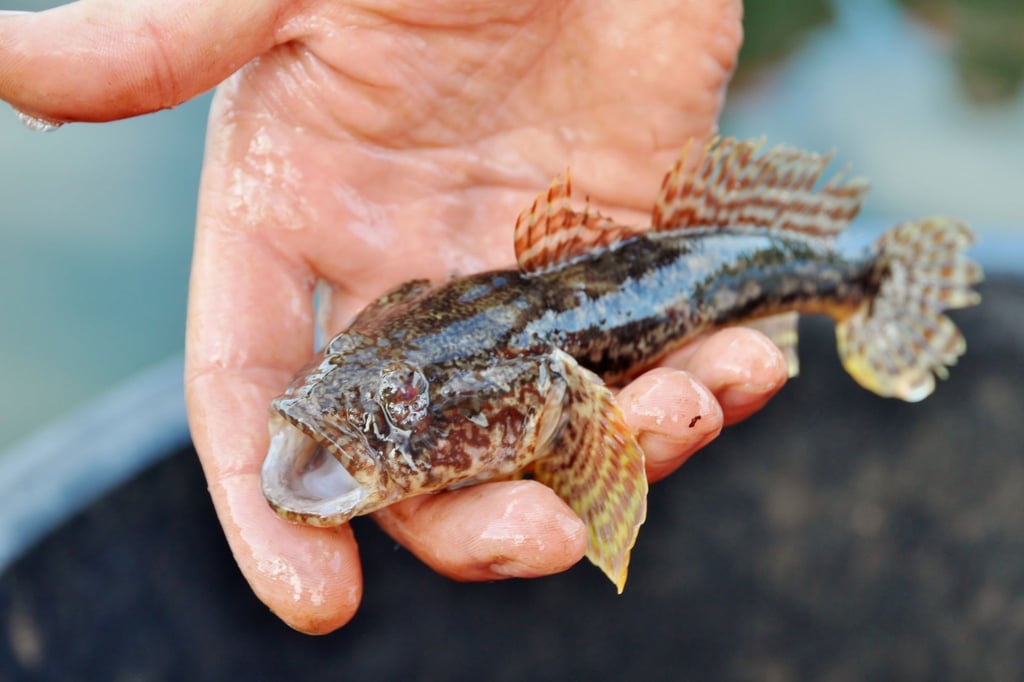 Die Schwarzmund-Grundel, eine ursprünglich im Schwarzen Meer heimische Art, vermehrt sich schnell und ist seit Jahren massenhaft in Deutschlands großen Flüssen unterwegs.