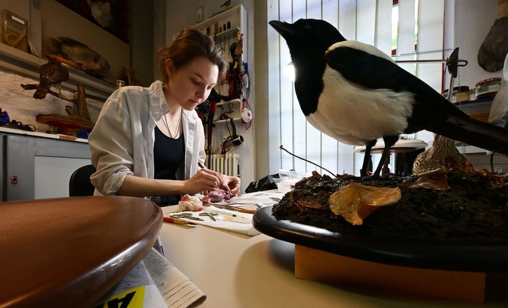 Corinna Seifert, Auszubildende im Bereich Präparation im Naturkundemuseum Erfurt, arbeitet in der Werkstatt an einer Ratte.