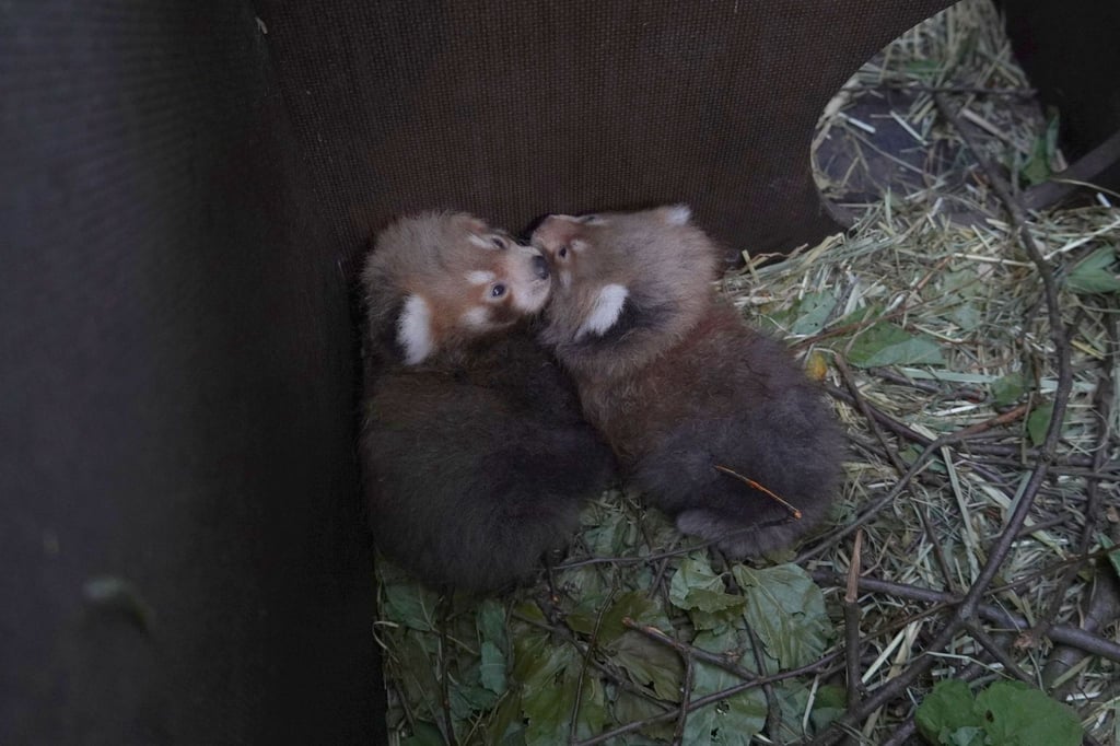 Im Zoo Hannover haben die Roten Pandas Nachwuchs bekommen.