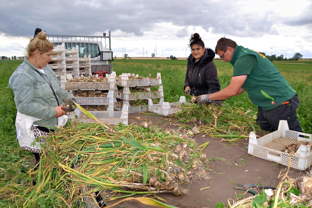 Erntezeit: Die Wulferstedter Landwirte Martin und Mathias Dippe setzen seit zwei Jahren im größeren Stiel auf Knoblauch. In diesem Jahr wird die zweite Ernte eingefahren.