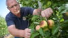 Produktionsleiter Axel Neutag endeckt auf dem "Obsthof am Süßen See" immer mehr Äpfel mit Sonnenbrand.